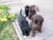 Flat Coated Retriever - Prodej