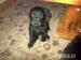 Quality Working Labrador Puppies - Sale
