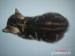 Koty brytijskie s rodowodem - Prodej