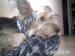 Silky terrier - Darovanie