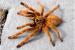 Taranula's - Sale