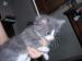 Stunning russian blue x maine coon kittens - Sale