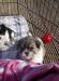 Shih-tzu cross with lhasa pups - Sale