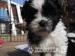 Shih-tzu cross with lhasa pups - Sale