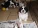 Shih-tzu cross with lhasa pups - Sale