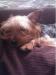 Yorkshire Terrier Puppies - Sale