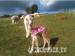 Temevale Alpacas and Alpaca Trekking - Sale