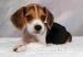 Beagles, 8 wks old tri-colour stunning - Sale
