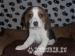 Beagles, 8 wks old tri-colour stunning - Sale