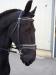 Friesian gelding 8 year old - Sale