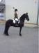 Friesian gelding 8 year old - Sale