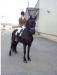 Friesian gelding 8 year old - Sale