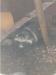 Raccoon dogs - Sale
