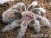 Grammostola rosea 4.zv a Grammostola rosea red 1.z - Predaj