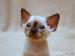 Kocurek Devon Rex - Sprzedaż