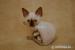 Kocurek Devon Rex - Sprzedaż