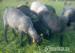 Owce barany Wrzosówki - Sprzedaż