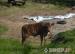 Krowa limouse z cielakiem byczkiem - Sprzedaż