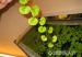 Roślinki Akwariowe - Sprzedaż