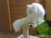 Krásna perzská mačka  - Predaj