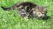 Mourovatá kočička a černý kocourek - Darování