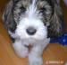Petit Basset griffon vendeen - Predaj