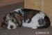 Petit Basset griffon vendeen - Predaj