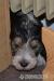 Petit Basset griffon vendeen - Predaj