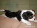 Cavalier King Charles spaniel - Predaj
