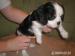 Cavalier King Charles spaniel - Predaj