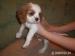 Cavalier King Charles spaniel - Predaj