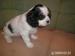 Cavalier King Charles spaniel - Predaj
