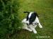 Pejsek Jack russell teriéra - Prodej