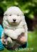 Samojed - Prodej