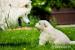 Samojed - Prodej