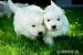 Samojed - Prodej
