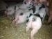 Pure Pietrain Weaners - Sale