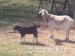 Female Goat with castrated male kid - Sale