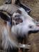 Pigmy goat Kids - Sale
