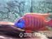 Malawi Cichlid Peacocks (Aulonocara) - Sale