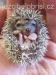 Krásná mláďata ježků bělobřichých - Prodej