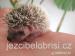 Krásná mláďata ježků bělobřichých - Prodej