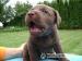 Štěňata Labradorského Retrievera - Prodej