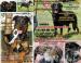 Beauceron, šteňatá s PP - Predaj