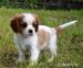 Kavalír King Charles Spaniel - Prodej