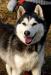  Piękna Sara ,Syberian Husky.  - Podarunek