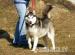  Piękna Sara ,Syberian Husky.  - Podarunek