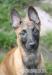 Belgický ovčák - malinois - Prodej