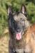 Belgický ovčák - malinois - Prodej