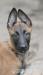 Belgický ovčák - malinois - Prodej